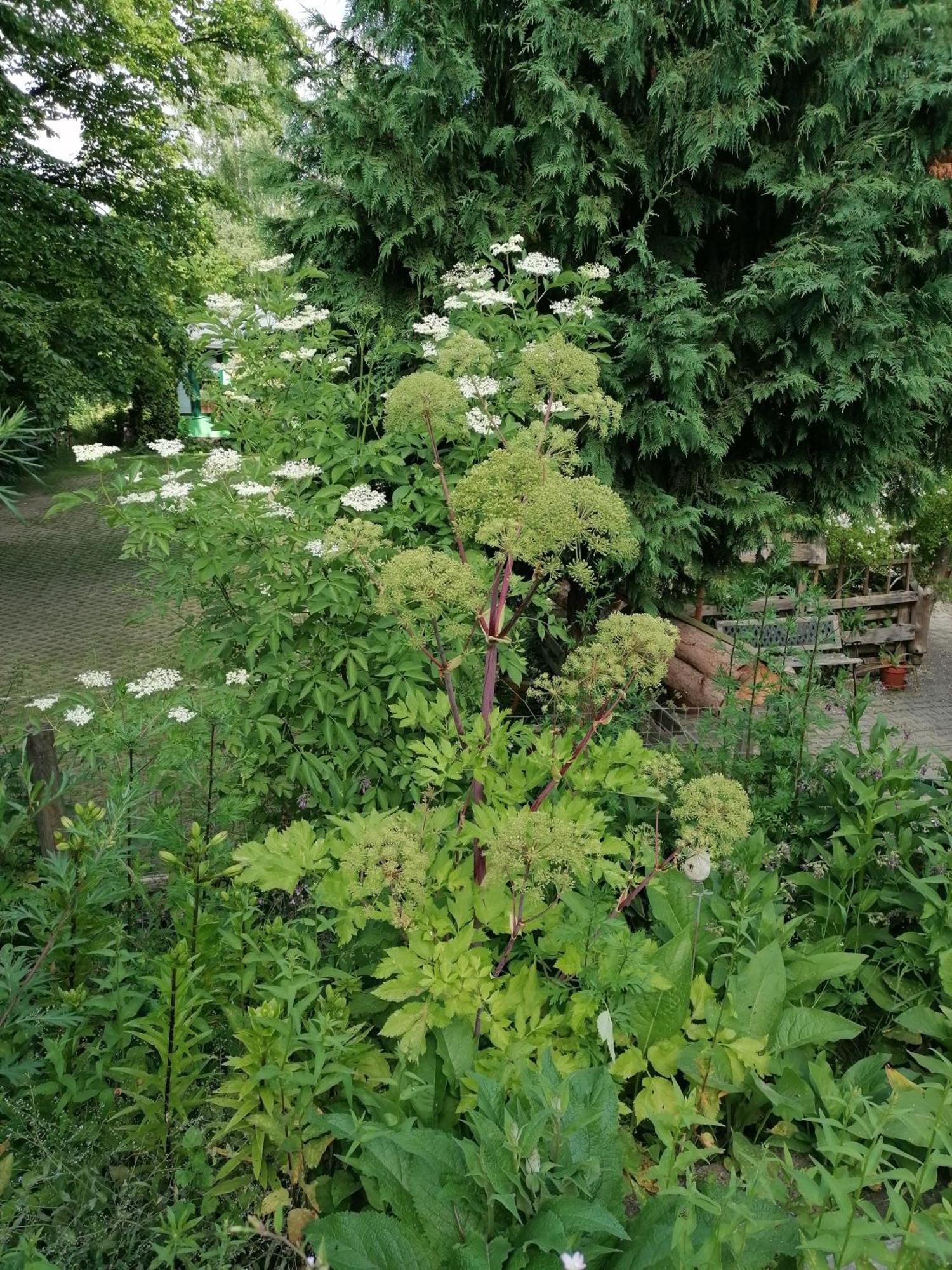 فندق Kraeuterbaude Saupsdorf المظهر الخارجي الصورة
