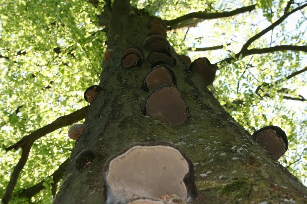 فندق Kraeuterbaude Saupsdorf المظهر الخارجي الصورة