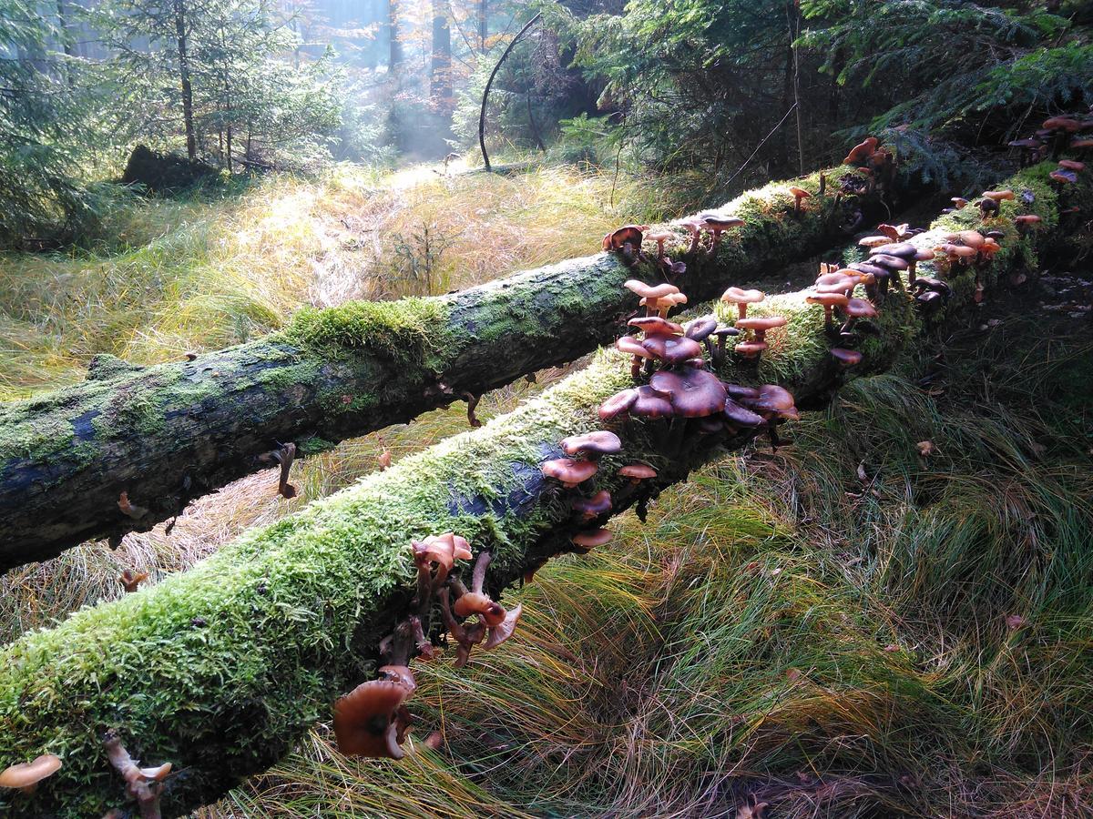 فندق Kraeuterbaude Saupsdorf المظهر الخارجي الصورة