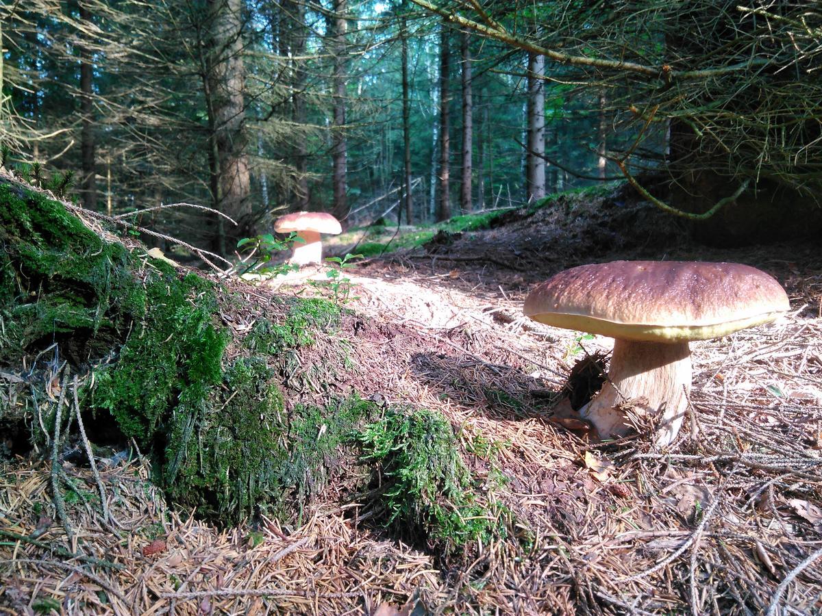 فندق Kraeuterbaude Saupsdorf المظهر الخارجي الصورة
